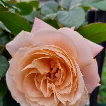 ローズファームケイジの画像 by takiさん | 小さな庭とWABARAと和ばらとばら バラ 薔薇とお花が好きとおうち園芸とお花に癒されてと植中毒とローズファームケイジとバラ好きと花いろいろと花のある暮らしとバラ・ミニバラとばらに魅せられて