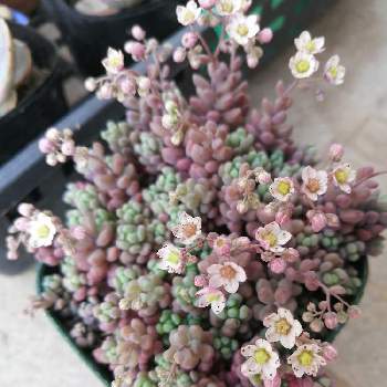 可愛い小さい花の画像 by りぼんさん |  パープルヘイズと可愛い小さい花とおうち園芸