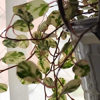 斑入りワイヤープランツの画像 by yuriさん | 窓辺と斑入りワイヤープランツと観葉植物と斑入り。と斑入りワイヤープランツ。とつる性植物とタデ科とミューレンベッキア属