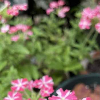 バーベナ☆の画像 by codemari *さん | 小さな庭と６月とmy gardenと花と緑のある暮らしと寄せ植えとバーベナ☆と癒しと花のある生活と花のある暮らしとflowers lover