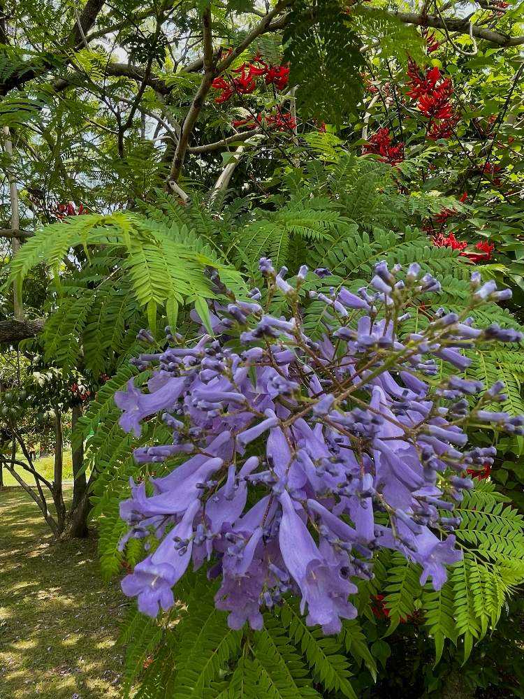 ジャカランダ』の花が咲き乱れています♪♪果実を拾った時、咲い ジャカランダ』の花が咲き乱れています♪♪果実を拾った時、咲い