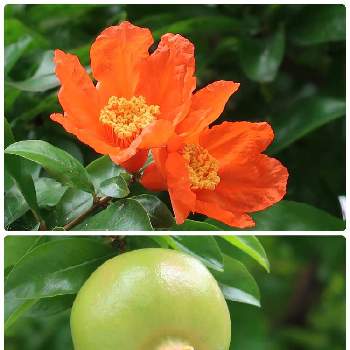 ザクロの実の投稿画像一覧 Greensnap グリーンスナップ