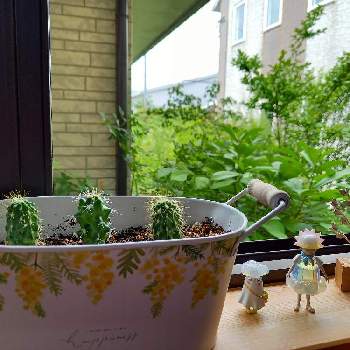 サボテンの芽の投稿画像一覧 Greensnap グリーンスナップ