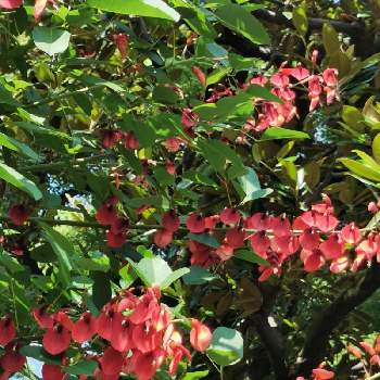 日比谷公園の画像 by リリーさん | お出かけ先とアメリカデイゴと癒やされると日比谷公園と爽やかと赤い花と花のある暮らし