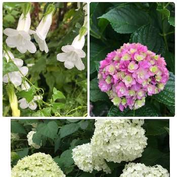 アサリナの画像 by フェリシアさん | 小さな庭とアサリナとアジサイとアナベルとGSでの繋がりに感謝とピンク大好きと庭の花木と可愛い〜♡と白い花