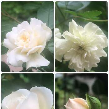 やっぱり白花の画像 by sachikoさん | 小さな庭と休日の朝と穏やかな一日に…＊と頑張れ♡みんなとミニバラ グリーンアイスと楽しい休日とやっぱり白花
