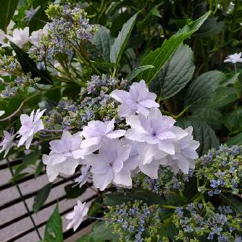 Dear violetの画像 by SNOOPYさん | 小さな庭とyu ＆ゆうクラブと茉夕花にささぐと聖子ちゃんの歌をもう一度♡∗︎*ﾟとおうち園芸とDear violetと素敵な出会いに感謝とGo✿to✿flowerとあじさいフォトコンテスト2022