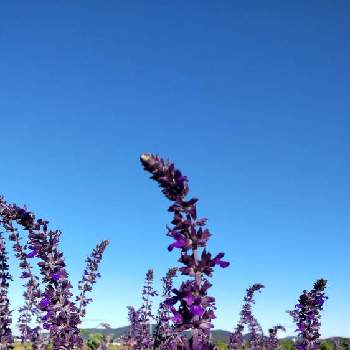 大好物spzの画像 by Hi〜さん | お出かけ先とサルビア ファリナセア(ブルーサルビア)とサルビア ファリナセア♪と紫の夜を越えてと青い花とその葉を写そう！2022と大好物spzと青い花で梅雨景色2022と美しく青きドヨウと愛しの紫と青い花マニアとGSアダルトチームとチーム・ブルーとチーム愛知と繋がりに感謝✨とチーム・ブルーNo.106