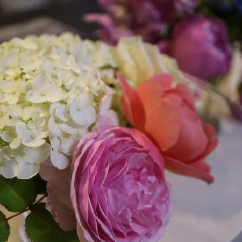 ボスコベルの画像 by ミルキーさん | 部屋とボスコベルとオリビア・ローズ・オースチンとアナベルと庭摘みの花と薔薇愛同盟と花のある暮らしと毎年咲いてくれてありがとうと咲いた！