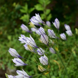 花壇,庭の花,植中毒,植栽,花は癒やし♡の画像