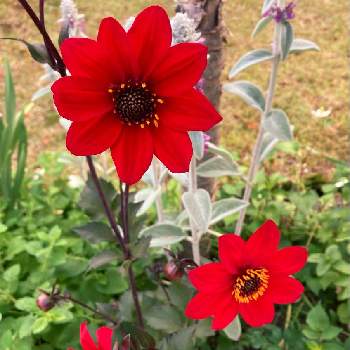 色合い♡の画像 by ニワニハ(^^)♡さん | ダリアとラムズイヤーとあかいろとお気に入り♡と花盛りと庭には＊♡と小さな花畑にはと色合い♡とめぐりあう♪と自然の美✴︎