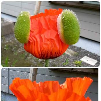 オリエンタルポピー の投稿画像一覧 Greensnap グリーンスナップ