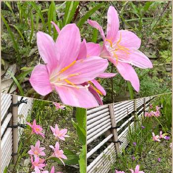 うちの庭からの画像 by グロリオサさん | エントランスとゼフィランサス(サフランモドキ)とゼフィランサスとピンク！ピンク！ピンク！と花が咲いたと今日のお花とうちの庭からと球根