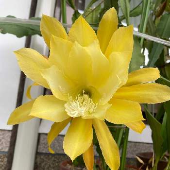 クジャクサボテン、の画像 by ☆ひぃちゃん☆さん | 玄関とクジャクサボテンと綺麗と黄色の花と咲いてくれてありがとう❤とクジャクサボテン、