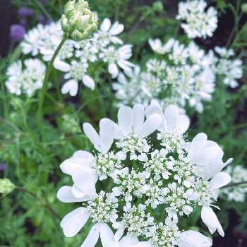 とってもキレイ♡の画像 by ニコニコ花しさん | 小さな庭とオルレア・ホワイトレースとオルレアと可憐な花とかわいい♡と花壇と初夏の花たちと花のある生活とつぼみがたくさんと白い花と北海道と6月ととってもキレイ♡と札幌