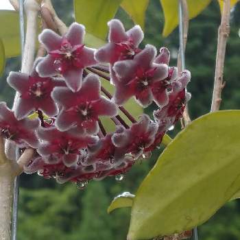 36 割引 美品 ホヤ リネアリス Hoya Plants 植物 多肉 リプサリス 花座 植物 観葉植物 インテリア 住まい 小物 Pumpkinranch Com 36 割引 美品 ホヤ リネアリス Hoya Plants 植物 多肉 リプサリス 花座 植物 観葉植物 インテリア 住まい 小物 Pumpkinranch Com