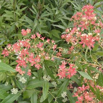 クリスマスブッシュの投稿画像一覧 Greensnap グリーンスナップ