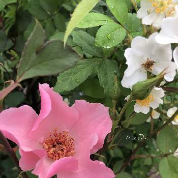 デンティベスの画像 by rosa sさん | 小さな庭とロサ・ムルティフローラとデンティベスとピンクの花と北海道と北海道でも越冬しますと小花会