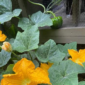 カボチャの花の投稿画像一覧 Greensnap グリーンスナップ