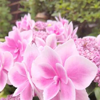 紫陽花コンペイトウの画像 by npaさん | 小さな庭と紫陽花 コンペイトウとアジサイ　紫陽花とにわと紫陽花コンペイトウ