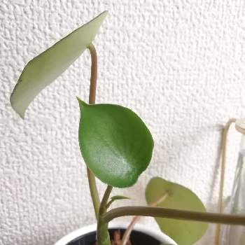 植物 観葉植物 スタイルズ Styles ペペロミアジェイド ポット苗 Do0rioiper Www Themoodthessaloniki Gr