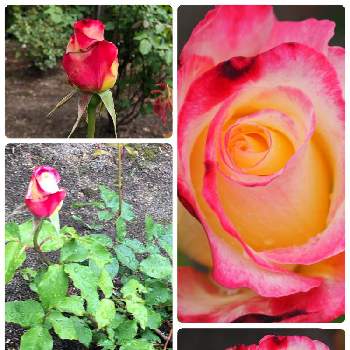 ダブルデライトの画像 by たくあんさん | 広い庭とダブルデライトと良い匂いと薔薇♪とわが家の庭と北海道とDouble Delightと地植え