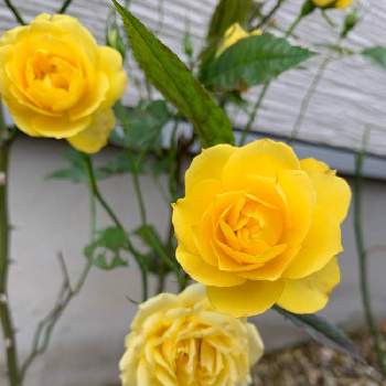 黄色のバラの画像 by まきまきさん | バラ、薔薇、ばらと小さな花壇と黄色のバラ