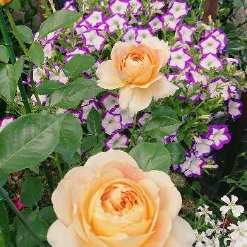 セラスチュームの画像 by  ミラベルさん | 小さな庭と薔薇「キャラメルアンティーク」とペチュニア「江戸しぼり」とセラスチューム