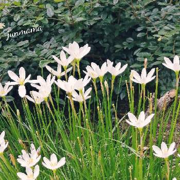 過去picの画像 by junmamaさん | お出かけ先と玉すだれとゼフィランサスと過去picと日本庭園と好古園と今日のお花と球根植物
