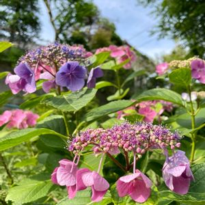 ガクアジサイ,花壇,落葉低木,青い花,植栽の画像