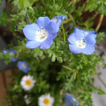 ブルーのお花♡の画像 by kazu✿さん | バルコニー/ベランダとクリサンセマムとネモフィラ・メンジェシーと北国と自宅にてと可愛いお花と寄植えと苗から育てるとブルーのお花♡と白いお花♡