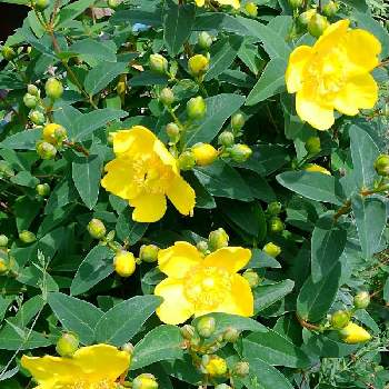 キンシバイの画像 by かすみそうさん | 小さな庭とキンシバイといやし♪と黄色のお花♡とおうち園芸