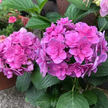 紫陽花 美咲小町の投稿画像一覧 Greensnap グリーンスナップ