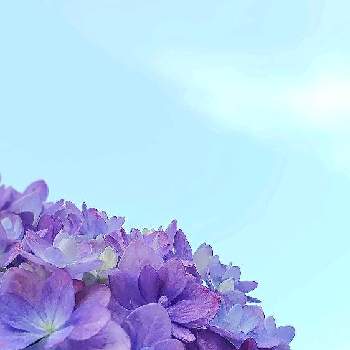 アジサイ テマリテマリの投稿画像一覧 Greensnap グリーンスナップ