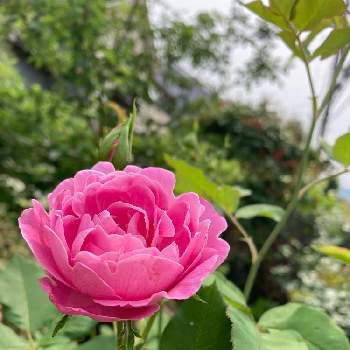 今年もありがとうの画像 by ぷるんさん | 小さな庭と薔薇 ラレーヌ･ビクトリアとばら バラ 薔薇とピンクの薔薇とピンクの花とお庭のお花とピンクのバラ♡とナチュラルガーデンとお花のある暮らしと大好きなお花と香りの良いバラとナチュラルスタイルと二番花と今年もありがとうと花のある暮らしと薔薇♪とバラの花 二番花