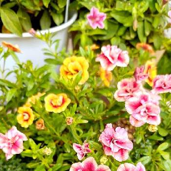 夏色の画像 by ウーゲデールさん | 玄関と元気いっぱいとサントリー フラワーズと夏の花とつぼみとピンクと明るい色とかわいいと夏色