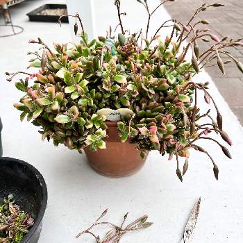花芽カットの投稿画像一覧 Greensnap グリーンスナップ