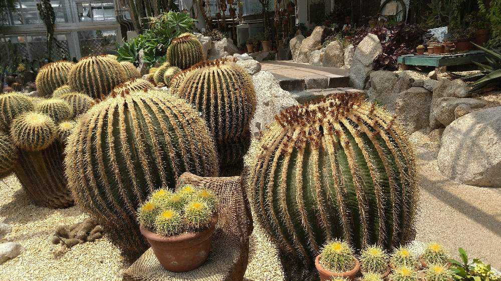 サボテン 赤鳳 フェロカクタス 8号 多肉 ドライガーデン フェロ