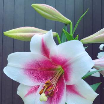 良い香りの花の画像 by かのんさん | 小さな庭とチーム東京とGSの皆さまに感謝♡と2020年5月同期と良い香りの花と百合の花と平和を願う☆とユリ・トライアンフェータ