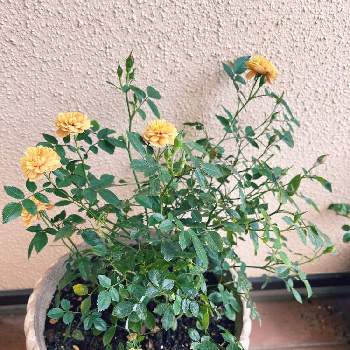 ミニバラモカの画像 by Yossyさん | 開花中とミニバラモカとお気に入り♡とアンティークカラーと鉢植えとアプリコット色