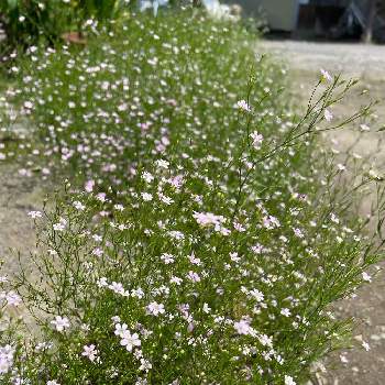 ピンクのかすみ草の投稿画像一覧 Greensnap グリーンスナップ