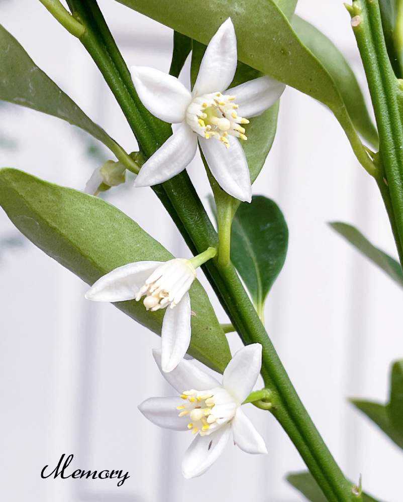 金柑の成長ෆ Greensnap グリーンスナップ