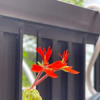 モミジバゼラニウムの画像 by ミーシーさん | 玄関とモミジバゼラニウムと美人さんとうなじショットと赤もいいねと愛いやつよのぅとおうち園芸と可愛い葉っぱとジワるとステキな眺めと葉っぱ大好きと開花い式とスマホで撮影と赤いお花❤️