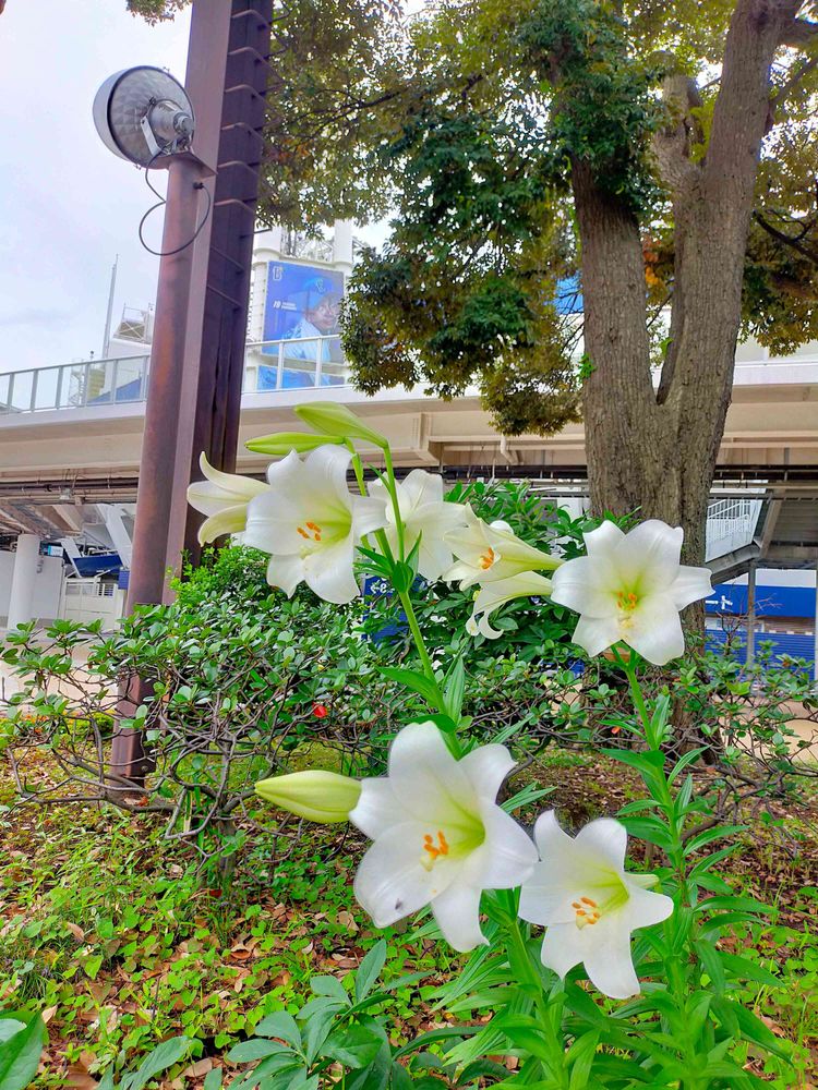 とりさんの横浜公園への投稿