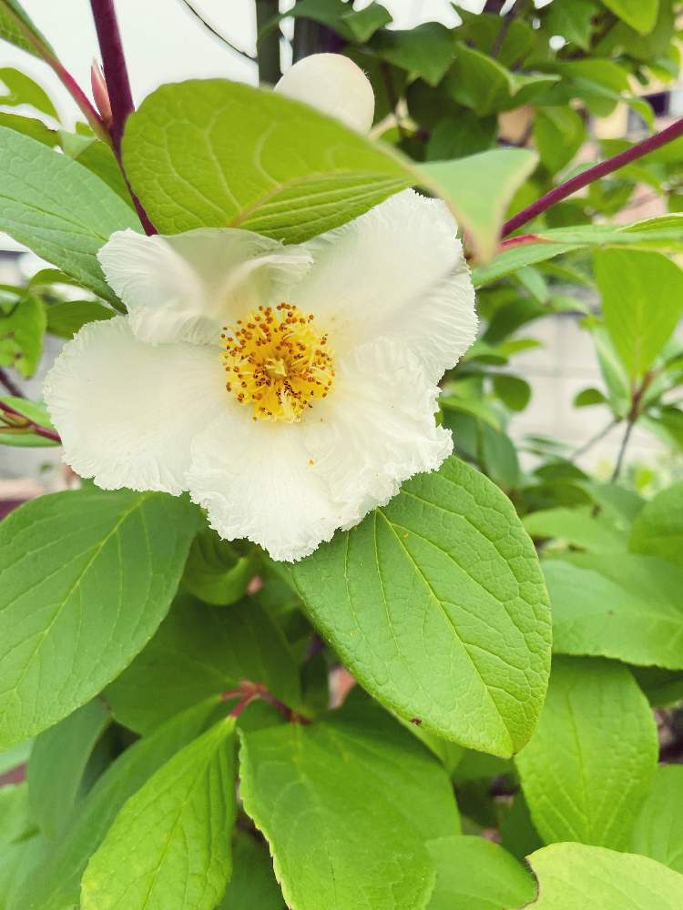 シャラの木 夏椿の投稿画像 By はなくまさん 小さな庭と花のある暮らしと元気になると花のある暮らしと元気になる 22月6月18日 Greensnap グリーンスナップ Greensnap グリーンスナップ