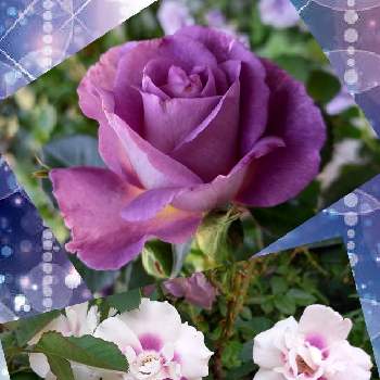 バラ ブルーフォーユーの投稿画像一覧 Greensnap グリーンスナップ