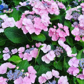 長崎ハウステンボスの投稿画像一覧 Greensnap グリーンスナップ