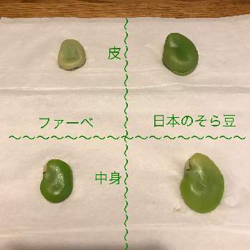 増田採種場の投稿画像一覧 Greensnap グリーンスナップ