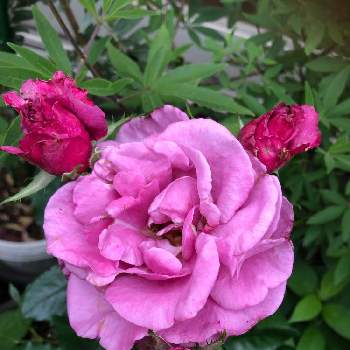 バラの花♡の画像 by ハナハナさん | 小さな庭と小さな庭からとバラの花♡