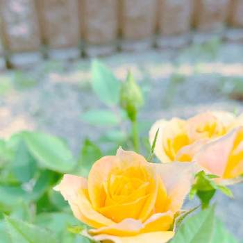 黄色のバラの画像 by ももちゃんさん | 小さな庭と暑い！と花壇の花とおうち園芸とGSに感謝。と黄色のバラと感謝❤️とお花のある生活とバラ・ミニバラとがんばれ！とありがとう♪